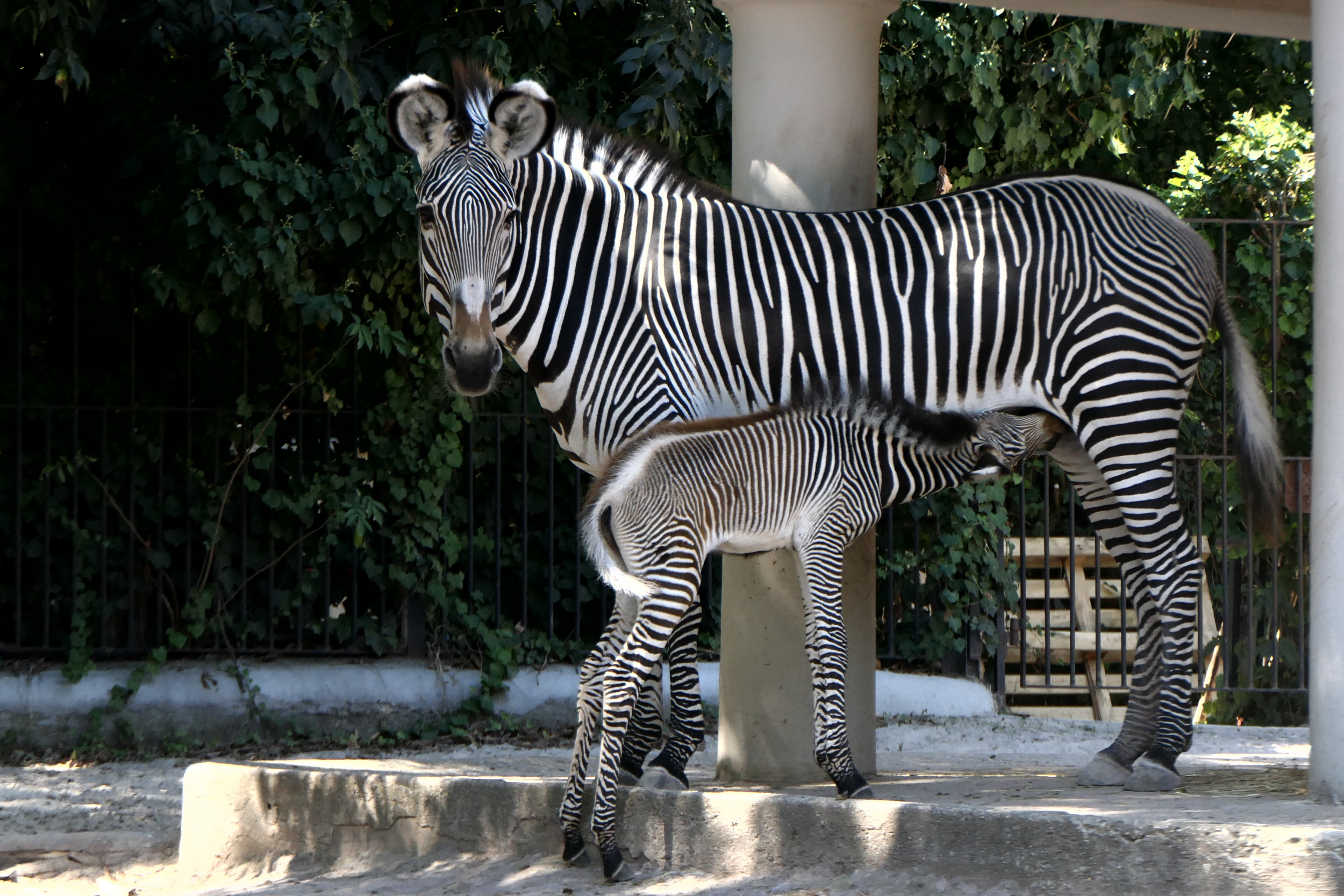 Roma: al Bioparco è nata una rara zebra di Grevy - foto 8 | Agenzia Nova